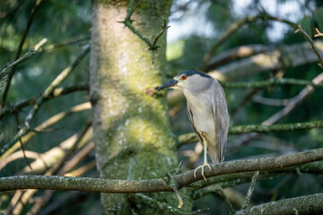 Black Crowned Night Heron