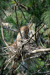Black Crowned Night Heron