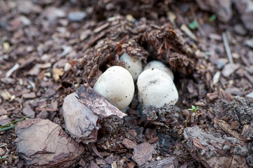 Agaricus xanthodermus, commonly known as the yellow-staining karbol mushroom, comes from the earth