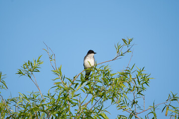 Kingbird on a Branch