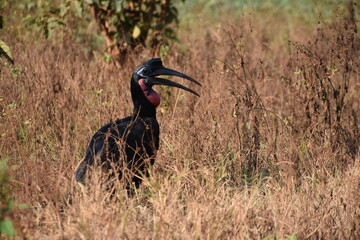 Abyssinian Ground Hornbill (Male) moving in the field