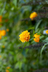 Ranunculus flower on a hedge