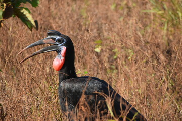 Abyssinian Ground Hornbill (Male) moving in the field