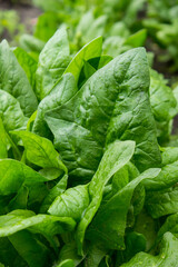 green leaves of spinach, sorrel grow in the garden bed