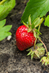 red juicy strawberries grow in a garden bed with green unripe. growing fruits and vegetables.