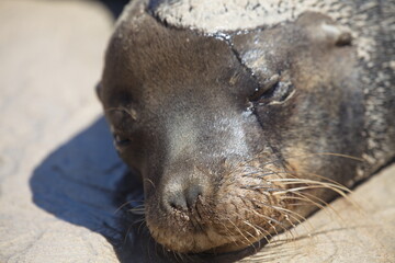 Closeup portrait of Galapagos Fur Seal (Arctocephalus galapagoensis) head Galapagos Islands, Ecuador