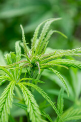 fresh juicy green hemp grows in a bush. marijuana branch