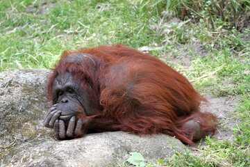 Orangutan, apes, rainforests of Indonesia and Malaysia. 