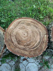 Fototapeta premium Wooden stump, horizontal saw cut of a tree, tree in a cut