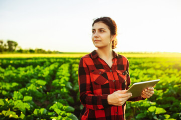 A young female farmer with a tablet in her hands examines the green field. An agronomist checks a field of young sunflowers. Woman in green field using specialized app.