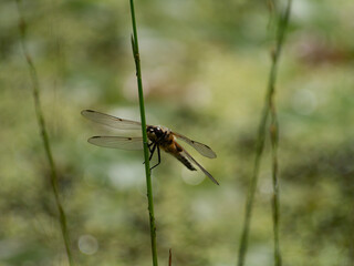 Dragonfly Upon A Stem.