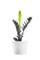 Zamioculcas zamifolia, English common name is Zanzibar gem, aroid palm , arum fern, two colors black and yellow, have work path