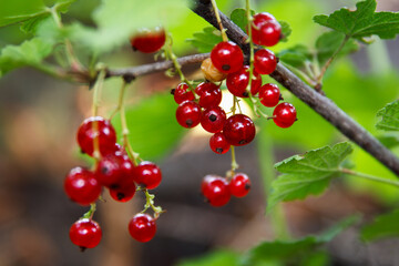 Red currant grew and slept on a bush branch in the garden