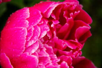 the pink flower of the garden peony is covered with water drops after the rain