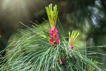 Cedar branches with long fluffy needles with a beautiful blurry background. Cedar branches with fresh shoots in spring.