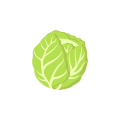 illustration vector graphic of green cabbage vegetable isolated. cabbage for farm market, vegetarian salad recipe design. Vector illustration in flat style