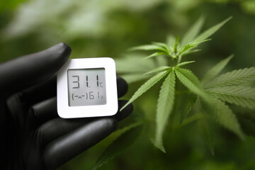Hand in black glove holds an electronic device for measuring humidity and temperature on cannabis plantation. Hygrometer-thermometer used to monitor the growth and development of medicinal marijuana - obrazy, fototapety, plakaty