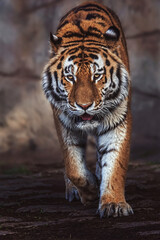 Portrait of a siberian tiger