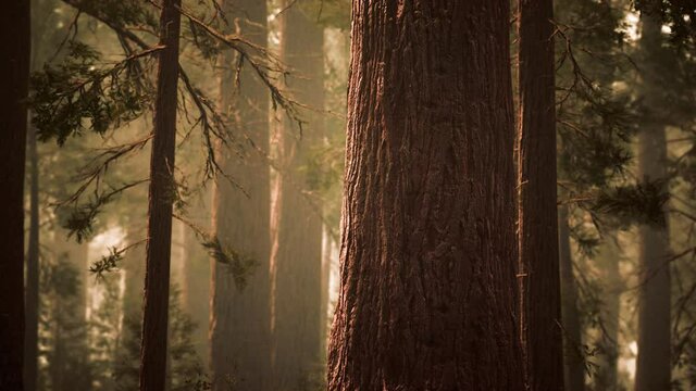 giant sequoias in redwood forest