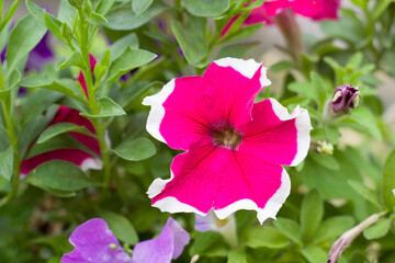 flowers, marigolds, lilies, cornflowers, background, nature