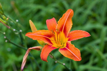 flowers, marigolds, lilies, cornflowers, background, nature