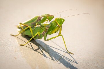 Mating of a pair of praying mantises. Close up of pair of European mantis or Praying mantis copulating in nature.