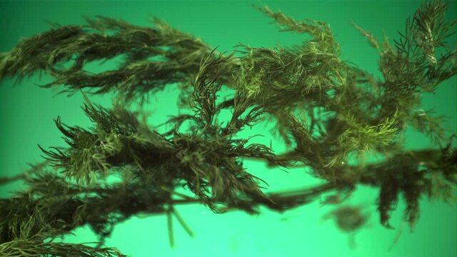 Super slow motion fresh dill takes off and falls down. On a green screen. Filmed on a high-speed camera at 1000 fps.High quality FullHD footage