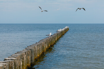 the Baltic Sea, wild gulls on the breakwater