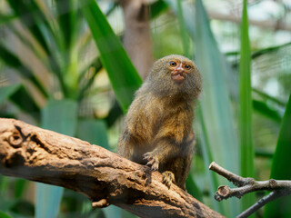a pygmy marmoset sits on a branch and looks curiously to the side