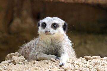 A mongoose. Carnivorous mammal. Herpestidae family