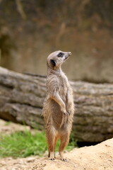 A mongoose. Carnivorous mammal. Herpestidae family