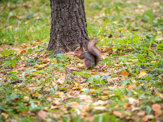 Autumn squirrel on green grass with fallen yellow leaves