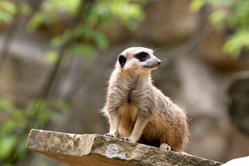 A mongoose. Carnivorous mammal. Herpestidae family