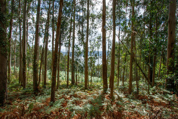 En el bosque 