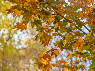 Maple branches with yellow leaves in autumn, in the light of sunset.