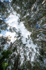 Mirando al cielo entre los árboles
