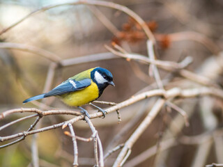 Cute bird Great tit, songbird sitting on a branch without leaves in the autumn or winter.