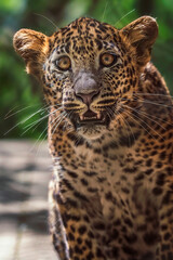 Ceylon leopar dportrait