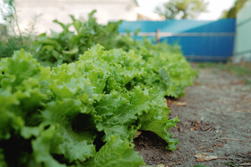 close-up of green lettuce leaves growing on a garden bed in the garden. growing vegetables. vegetarian organic food