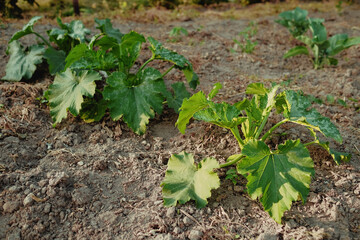 the zucchini plant grows on a bed in the garden. growing vegetables in the field