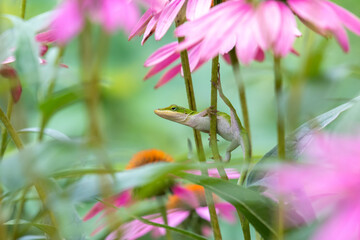 Green anole (Anolis carolinensis) balanced with legs spread in coneflowers, South Carolina, USA