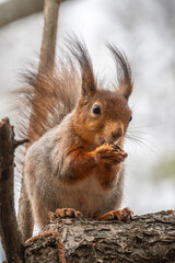 Naklejka na ściany i meble The squirrel with nut sits on a branches in the spring or summer.
