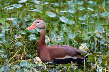 Black-bellied whistling-duck (Dendrocygna autumnalis) resting in weeds, Georgia, USA