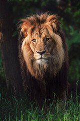 Portrait of lion