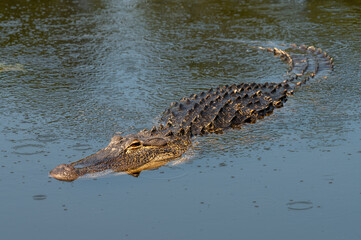 American alligator (Alligator mississippiensis) shown full length in water, Georgia, USA