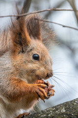 Fototapeta premium The squirrel with nut sits on a branches in the spring or summer. Portrait of the squirrel close-up