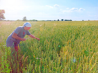 Woman farmer examining spikelets of wheat in the field