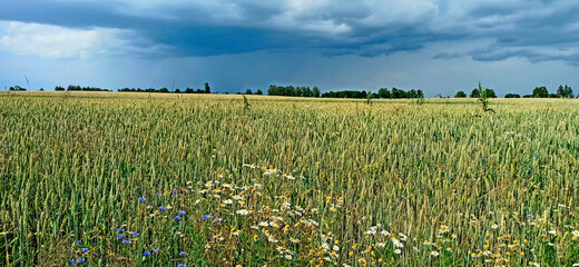 Summer panorama with grain field and rain clouds. Dark clouds over field of rye