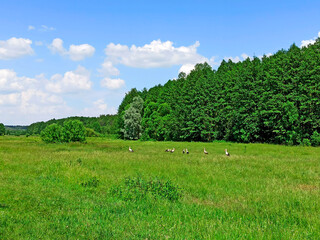 Gathering of storks in the field near the forest