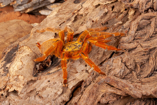 Orange Baboon Tarantula (Pterinochilus murinus).